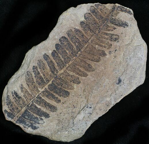 Detailed Pecopteris Frond - Mazon Creek #28919